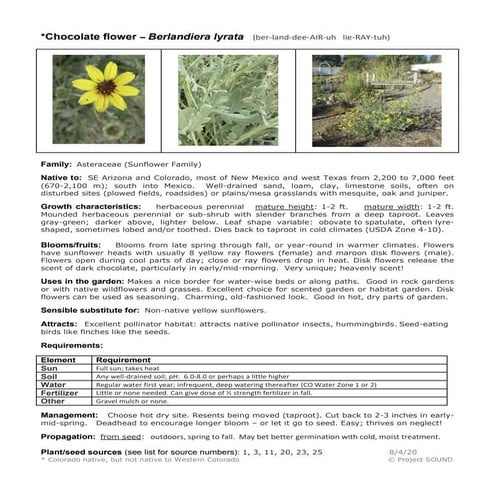 Gardening sheet   berlandiera lyrata