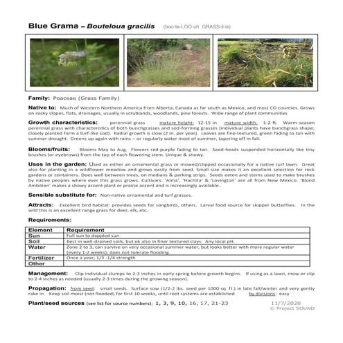 Gardening sheet   bouteloua gracilis