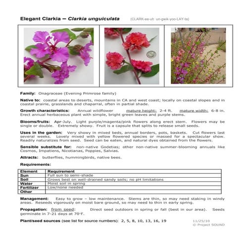 Gardening sheet   clarkia unguiculata