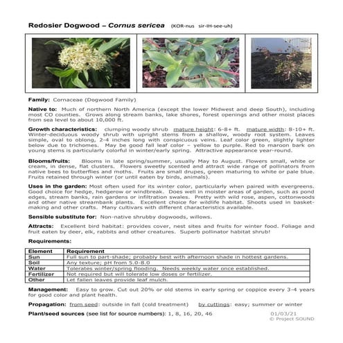 Gardening sheet   cornus sericea