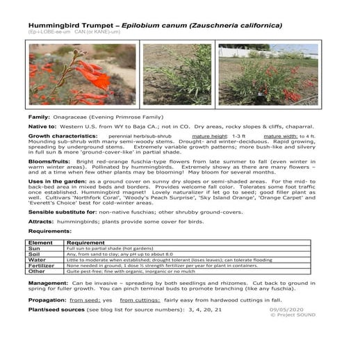 Gardening sheet   epilobium canum