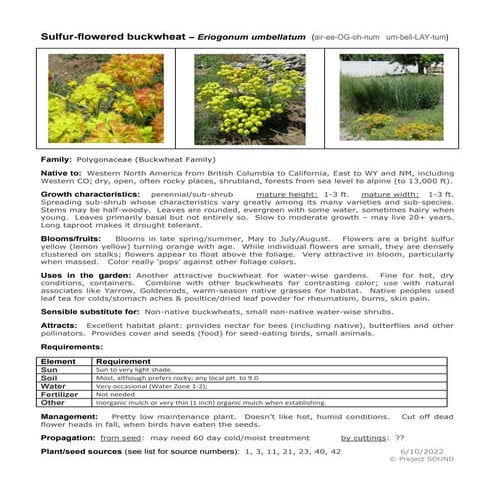 Gardening Sheet - Eriogonum umbellatum.pdf