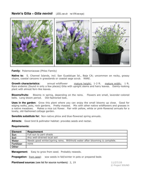 Gardening sheet   gilia nevinii