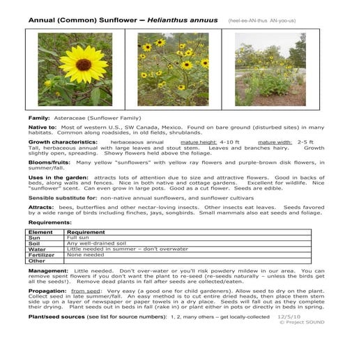 Gardening sheet   helianthus annuus