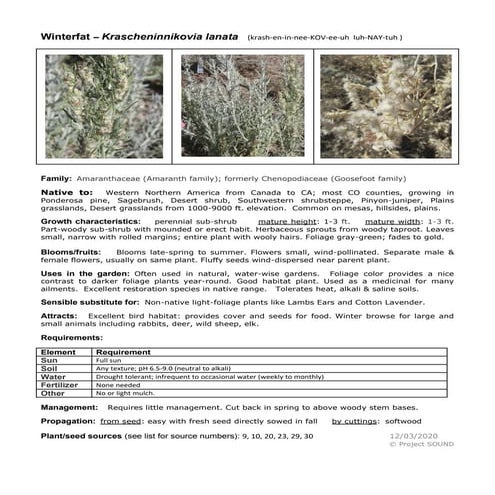Gardening sheet   krascheninnikovia lanata
