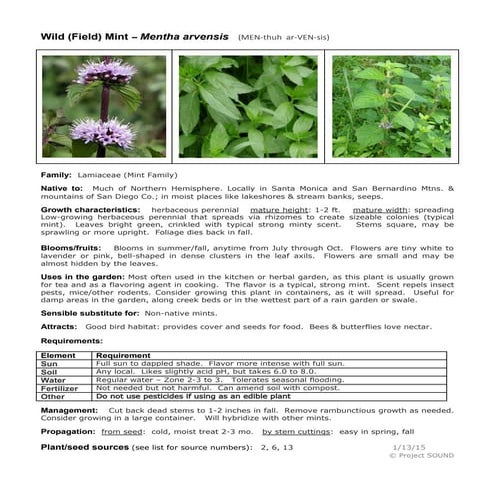 Gardening sheet   mentha arvensis