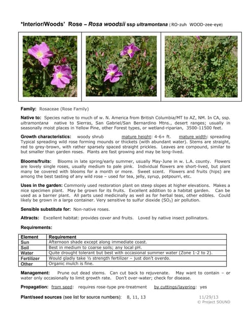 Rose Information in English-Rose Information for Project-Rose ...