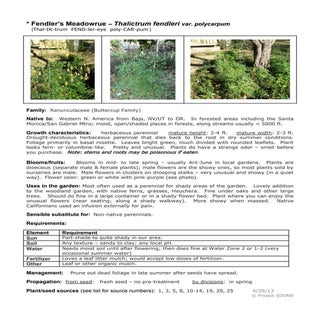 Gardening sheet   thalictrum fendleri