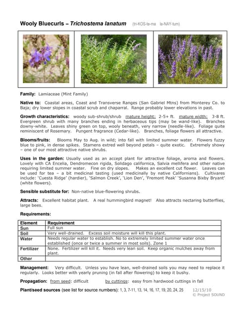 Gardening sheet   trichostema lanatum
