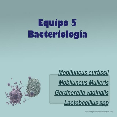 Gardnerella, mubilluncus y lactobacillus | PPT