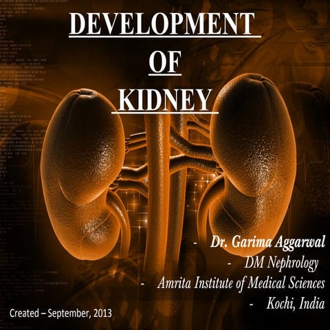 Development of Kidney
