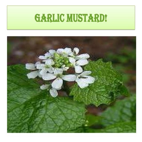 Garlic Mustard | PPTX