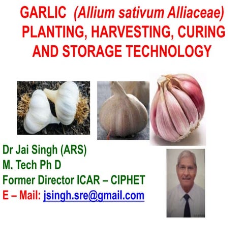 Garlic harvesting ,curing and storage technologytech
