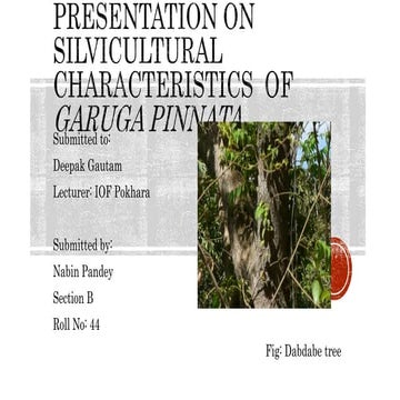 Garuga pinnata (dabdabe) | PPTX