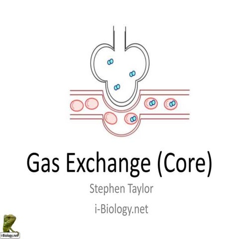 Gas Exchange (Core)