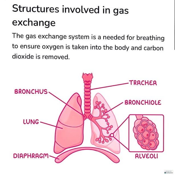 gas exchange 2.pdfpppppppppppppppppppppp