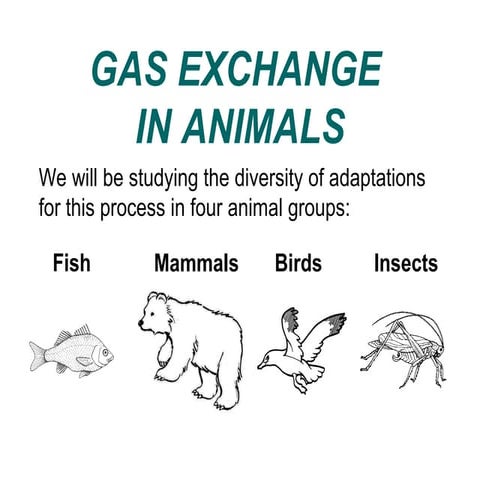 Gas exchange in animals by madeleine