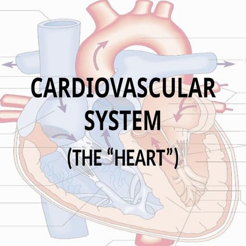 Gas Transport - Cardiovascular system anatomy