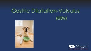 Gastric dilatation volvulus