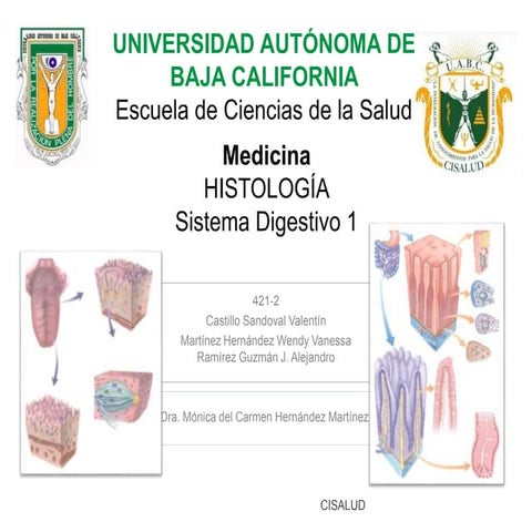 Histología del sistema digestivo I