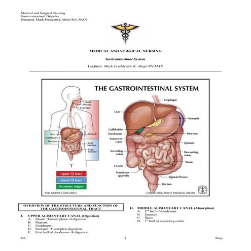 Gastrointestinal system