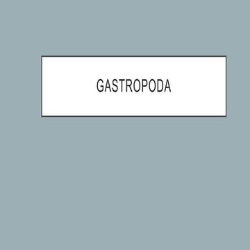        Phylum     Gastropoda