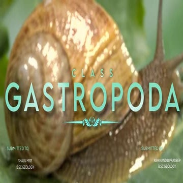 gastropoda general morphology 