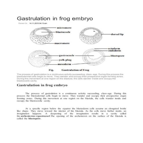 Gastrulation in frog embryo