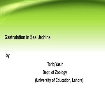 Gastrulation in sea urchins