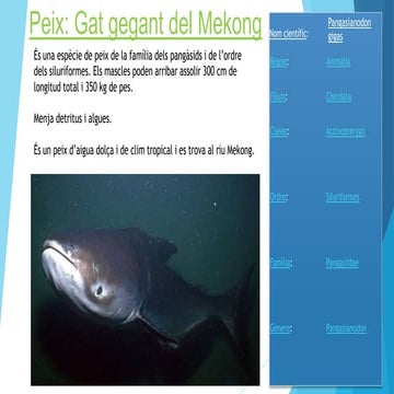 Gat gegant del mekong