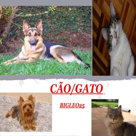 Gato e cão