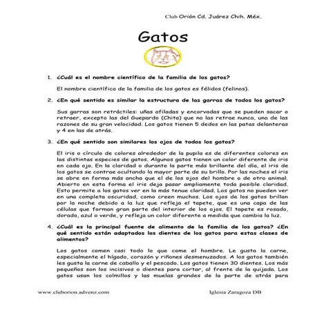 Especialidad de Gatos