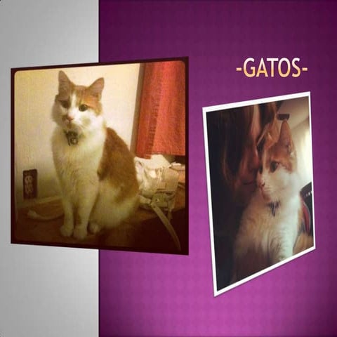 Gatos 