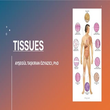 HISTOLOGY - THE EPITHELIAL TISSUE LESSON FOR COLLEGE | PPTX