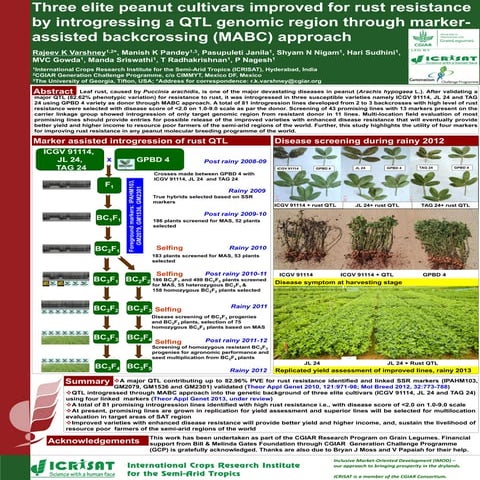 Three elite peanut cultivars improved for rust resistance by introgressing a ...