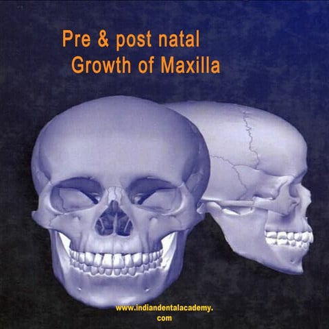 G&amp;d maxilla