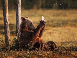GDT European Wildlife Photographer of the Year 2014