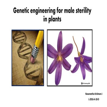 Genetic Engineering for Male Sterility in Plants