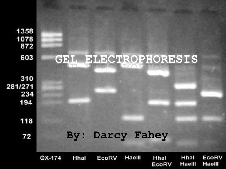 Gel Electrophoresis