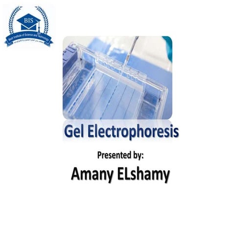 Gel electrophoresis amany_elshamy