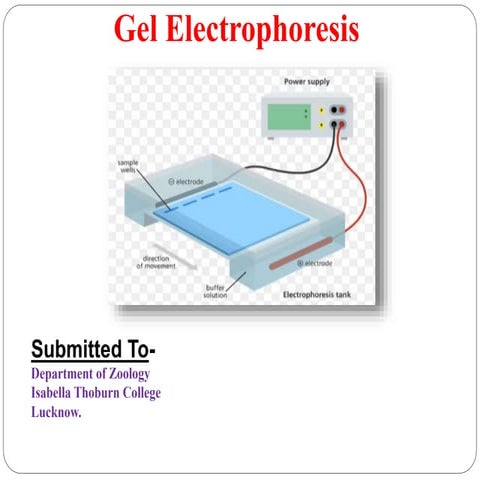Gel electrophoresis 