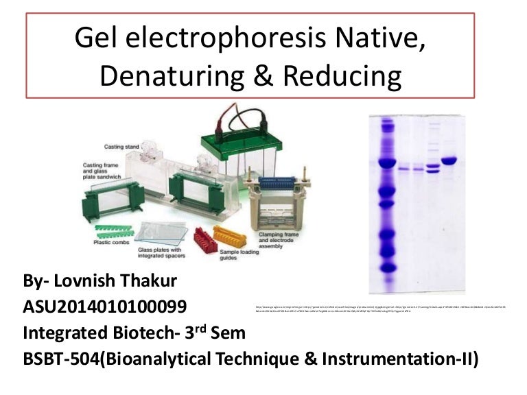 Gel electrophoresis native, denaturing&reducing