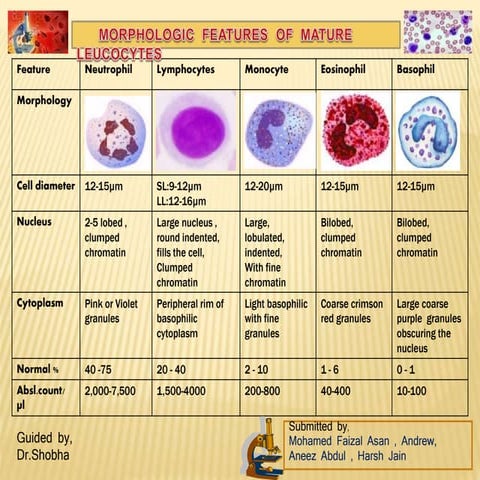Morphology of Leucocytes | PPTX
