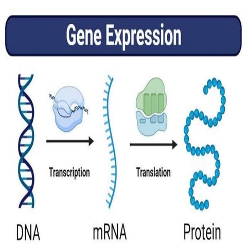 gene expression.ppt