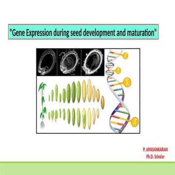 Gene Expression during seed development and maturation