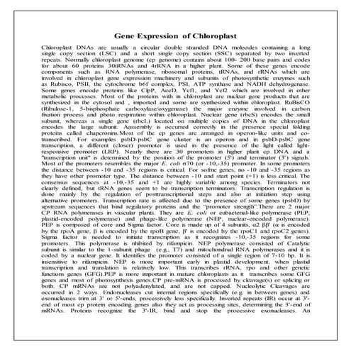 Gene expression in chloroplast