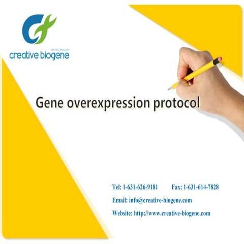 Gene overexpression protocol.doc