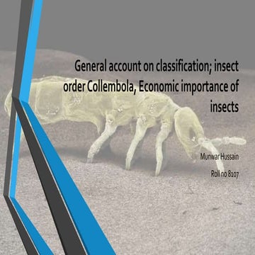 Insect order Collembola | Springtails 