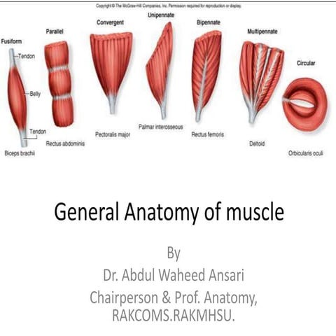 General anatomy of muscle