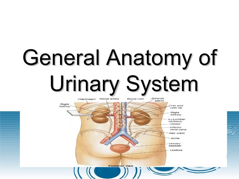 General anatomy of urinary system ppt